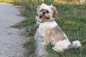 A dispărut Pufu – Se oferă recompensă