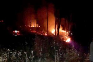 Padure cuprinsa de flacari, in apropiere de Nadrag. Incendiul s-a manifestat pe 4 hectare
