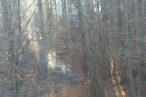 Breaking News: Incendiu de proporţii într-o pădure din judeţul Hunedoara