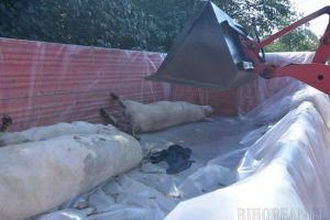 Pesta porcină se extinde din nou în Bihor! O boală similară face ravagii într-o fermă de oi