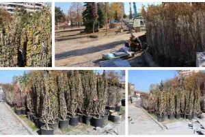 FOTO ȘTIREA TA: Cheltuim milioane de lei pe arbori, iar aceştia mor la scurt timp. Arbuştii aduşi în Parcul Unirii se usucă încă dinainte de plantare pentru că nu au fost udaţi