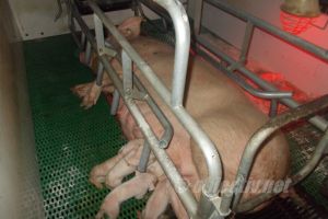 Complexul de porci de la Căzăneşti şi-a reluat activitatea