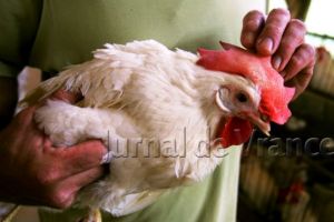 O nouă ameninţare: gripa aviară, la graniţa României