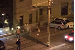 FOTO Cal la plimbare pe strada Semaforului