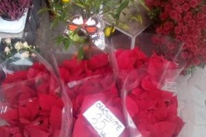 Au apărut Crăciuniţele! Florile, nu vă gândiţi la altceva…