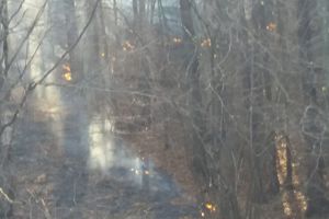Incendiu de proporţii într-o pădure din judeţul Hunedoara