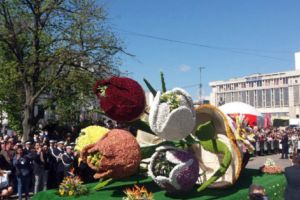 Cititorii ne dau de ştire: Pavelele „plantate” în oraş, în dezacord cu „Simfonia Lalelelor”