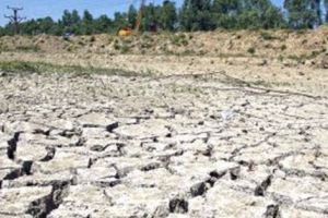 Lipsa ploilor poate produce pagube agricultorilor din judeţ. Seceta prelungită compromite culturile de rapiţă. Specialiştii prevăd deja producţii slabe în 2019