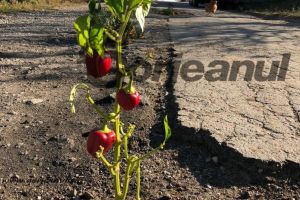 VIDEO: Cîlnic, unica localitate din Gorj în care florile, tufele cu ardei iute şi ceapa cresc în gropile din drum!