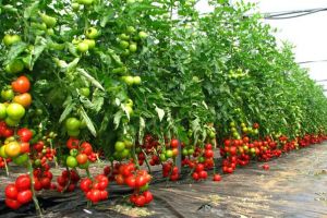 Olanda recrutează culegători de roşii