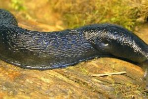 A murit după ce a înghiţit, dintr-o glumă, un melc fără cochilie