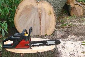 Sentinţă definitivă în dosarul în care au fost judecate 15 persoane din Vinţu de Jos pentru tăiere şi furt de arbori