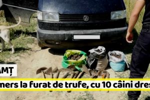 Neamţ: Au mers la furat de trufe, cu 10 câini dresaţi