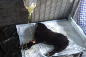 Condamnare pentru un timisean care a omorat in bataie o catelusa