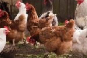 Proprietarii de găini, obligaţi să îşi vaccineze animalele împotriva pseudopestei aviare