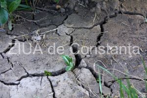 Fermierii constanteni se plang ca seceta afecteaza culturile: Statul ofera un milion de euro, suma nerambursabila, si apa gratis pentru irigat 