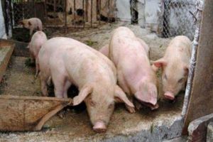 Şeful DSV dă asigurări că pesta porcină nu evoluează în Gorj