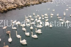 Imaginea zilei. Peisaj incantator in Portul Constanta. Ce a aparut in aceasta dimineata pe luciul apei (galerie foto+video)