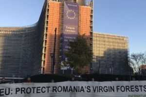 Activiştii ecologişti cer la Bruxelles salvarea pădurilor virgine din România