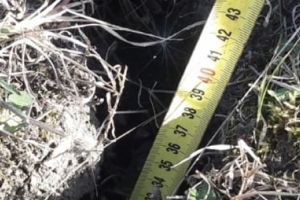 Plantarea a 25.000 de puieti de cer, frasin, cires in Timis, amanata din cauza secetei