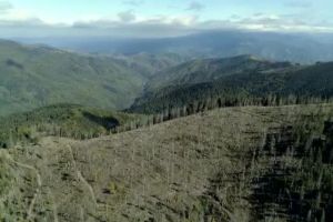 Valea Lotrioarei, despădurită masiv. Imagini deplorabile