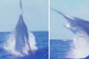 Un monstru gigantic a fost filmat ieşind din ocean. VIDEO în articol