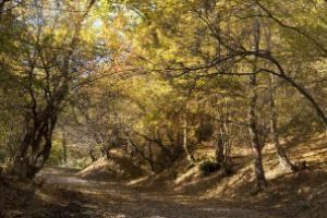 ANM: Valorile medii de temperatură nu mai depăşesc 8 grade Celsius, în noiembrie; precipitaţiile, în uşoară creştere