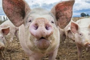 DSV Prahova cumpara 2000 de teste pentru depistarea pestei porcina