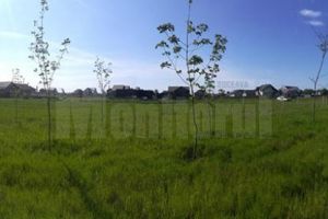 Principalele tipuri de păduri din România, create la scară redusă la USV