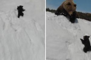 Filmarea VIRALĂ cu cei doi urşi a fost criticată DUR - VIDEO