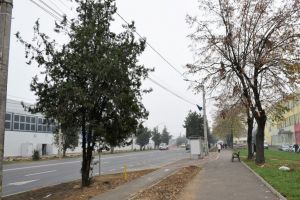 FOTO. Noi lucrări pe Drumul Careiului. Planurile Primăriei Satu Mare