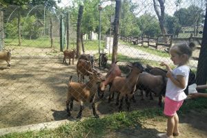 ADP Oradea angajează îngrijitori pentru animale