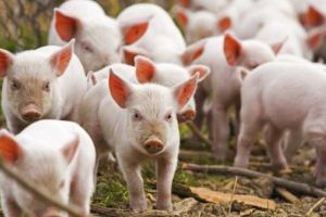 Despăgubiri de 14.450 de lei, plătite pentru patru exploataţii din Teleorman afectate de pesta porcină