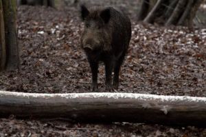 Peste 300 de mistreţi, vânaţi din cauza pestei porcine. Avertisment pentru crescătorii de porci