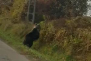 VIDEO Urs pe şosea, la Valea Lungă, lângă Mediaş