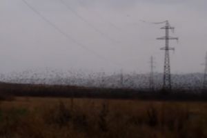  Imagini spectaculoase surprinse in Dobrogea. Despre ce este vorba 