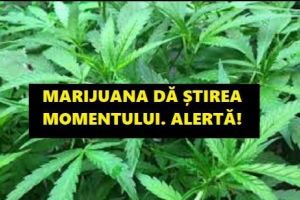 Marijuana loveşte în România! Era greu de crezut, dar TOCMAI S-A ÎNTÂMPLAT. News alert