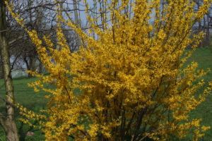 Forsythia, remediu pentru durerile in gat 