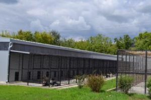 Proiectul ”Adopt un caine” promovat la piaţa de vechituri - FOTO