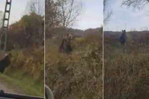VIDEO Urs surprins la Valea Lungă, judeţul Alba, la marginea drumului, nu departe de case