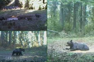 VIDEO Urşi şi mistreţi, surprinşi în habitatul lor natural, în Parcul Naţional Apuseni