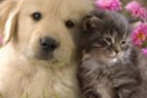 Ai un câine sau o pisică? Îţi poţi vaccina animalul de companie gratuit împotriva turbării