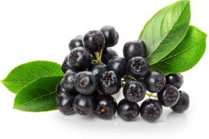 Planta minune de care multă lume nu a auzit: Ce este ARONIA?