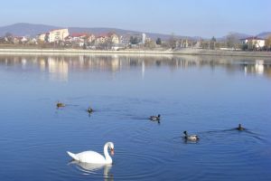 Lacul lebedei, atracţia acestor zile frumoase de toamnă (FOTO)