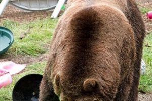 Bărbat atacat de urs la Muşăteşti