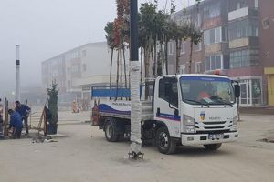 Reapar copacii pe pietonală