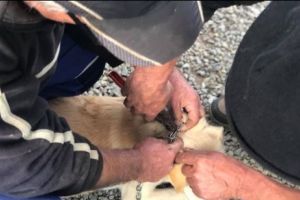 Un preot ne-a făcut de râs în întreaga lume! Imagini REVOLTĂTOARE, devenite virale: Îşi beau urina de sete! Când au văzut apa, au început să urle de sete!