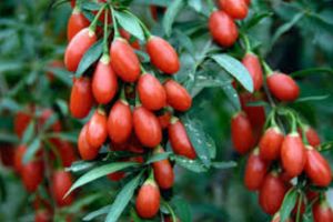 Finanţări de la AFIR pentru înfiinţarea culturilor de goji şi dud