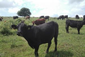 Unde ajung vacile din rasa Angus crescute în Bistriţa-Năsăud