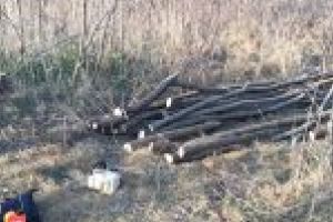 Material lemnos tăiat fără drept, la Ghindeni